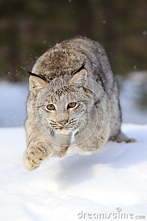 Leaping Bobcat