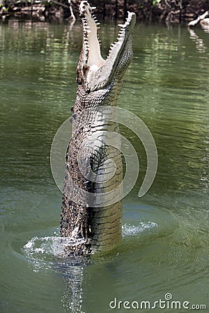 Leaping crocodile