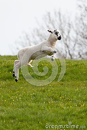 Leaping spring lamb