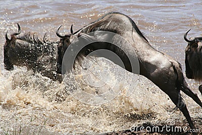 Leaping Wildebeest