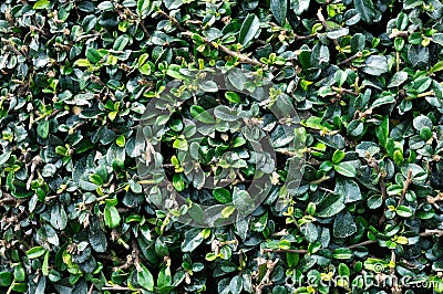 Leaves of green bush as background