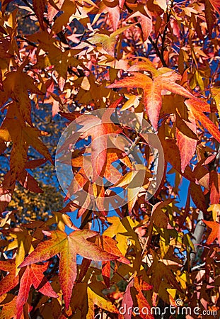 Leaves of maple in the forest.