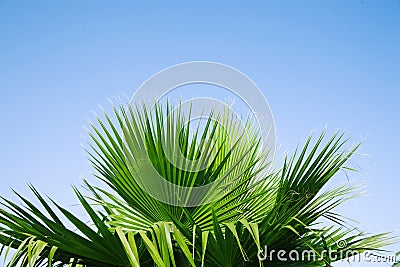 Leaves of palm