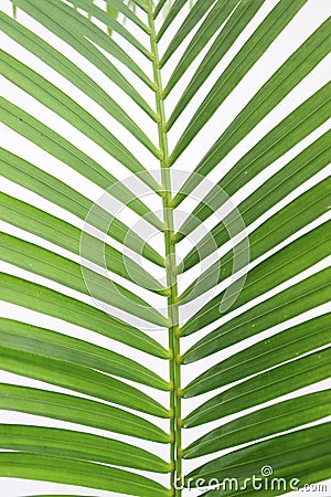 Leaves of palm tree