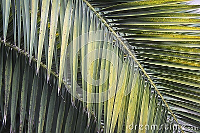 Leaves of palm tree