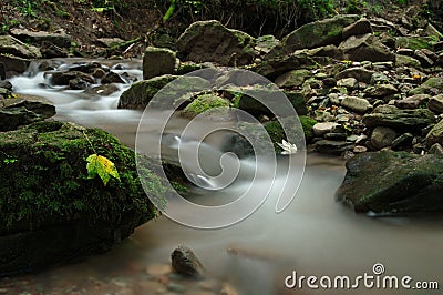 Leaves on a stone in the river