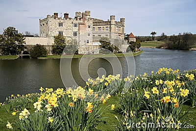 Leeds castle gardens spring daffodils kent uk