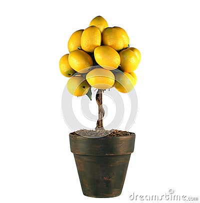 Lemon Tree Stock Images - Image: 6534344