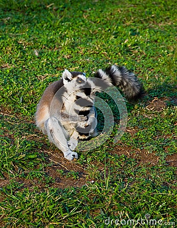 Lemur hugs its tail