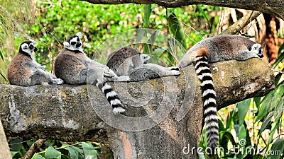 Lemurs resting on tree branch