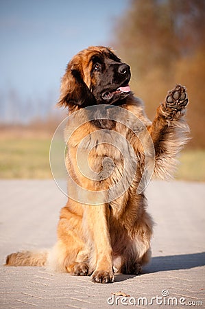 Leonberger dog portrait raised paw