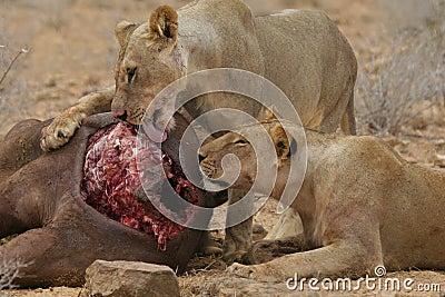Que+Comen+Los+Leones Leones Que Comen El Búfalo Fotografía de archivo libre de regalías ...
