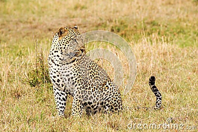 Leopard close-up side view