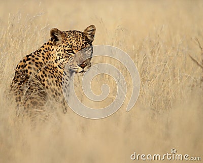 Leopard with eye contact isolated against tall grass