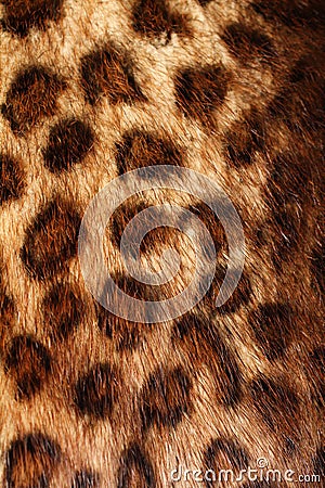 Leopard fur