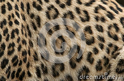 Leopard Fur