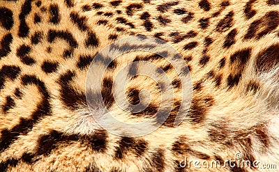 Leopard fur with the classic dark spots