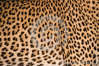 Leopard fur pattern