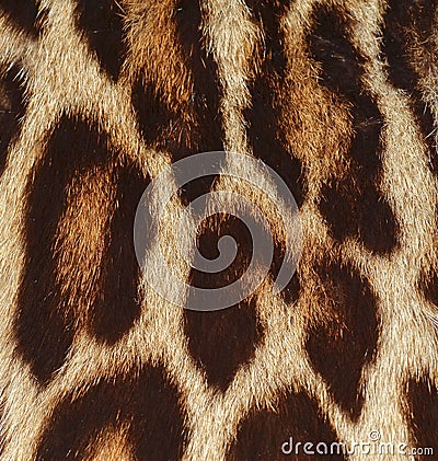 Leopard fur texture background