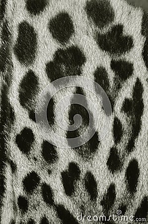 Leopard fur texture