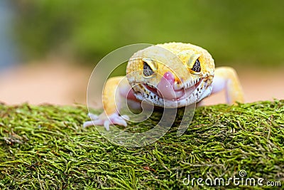 Leopard gecko pokes tongue