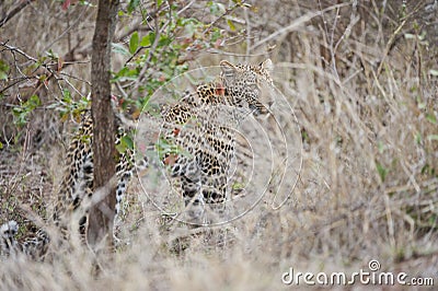 Leopard on the hunt, South Africa