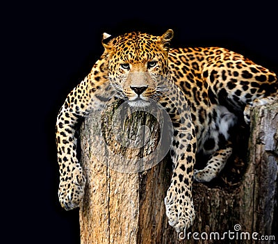 Leopard Isolated on black background