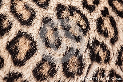 Leopard pattern