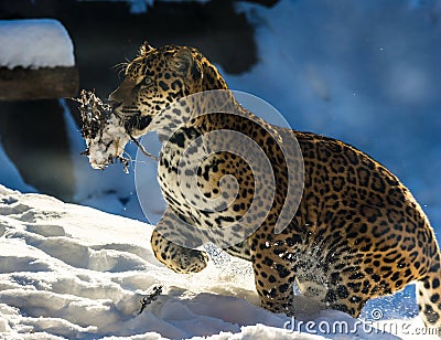 Leopard running through snow
