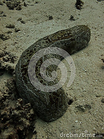 Leopard sea cucumber on Great Barrier Reef