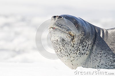 Leopard Seal on icerberg, Antarctica
