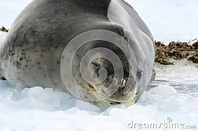 Leopard Seal in Oceberg