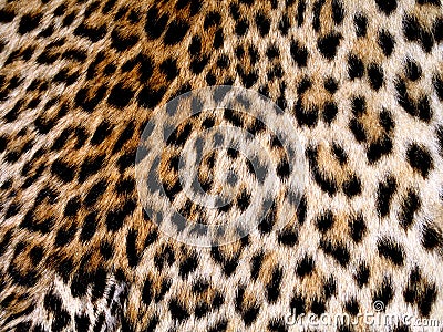 Leopard skin