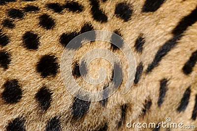 Leopard Skin