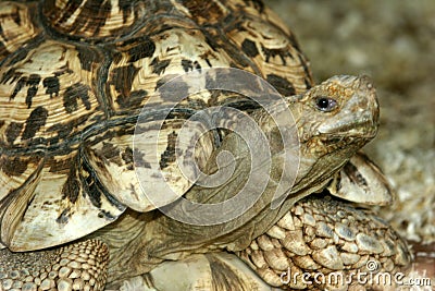 Leopard tortoise