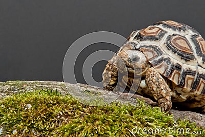 Leopard Tortoise