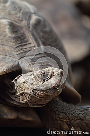 Leopard tortoise (Stigmochelys pardalis)