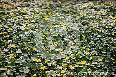 Lesser celandine