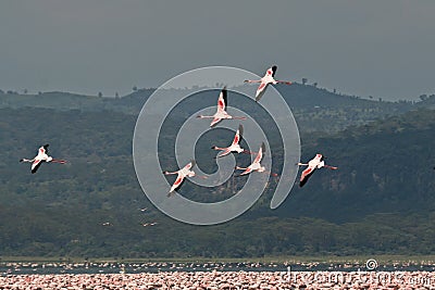 Lesser Flamingos in flight