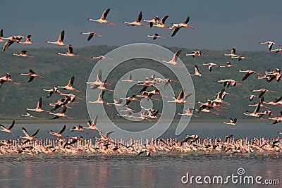 Lesser Flamingos in flight