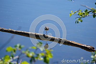 Lesser Greater Yellow Legs Bird