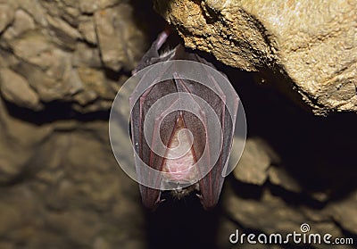 Lesser Horseshoe Bat (Rhinolophus hipposideros)