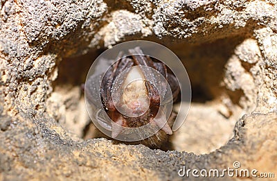 Lesser mouse-eared bat (Myotis blythii)