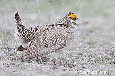 Lesser prairie chicken cock calling female