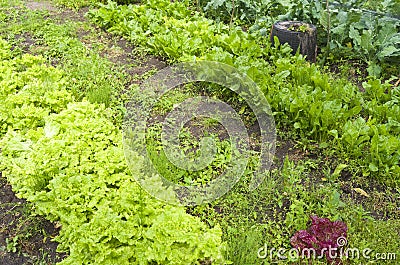 Lettuce and beets in the organic vegetable garden.