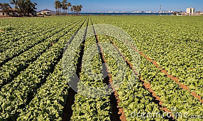 Lettuces Growing - Intensive Modern Agriculture