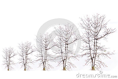 Level of barren tree on a white background