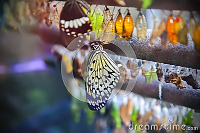 Life cycle of butterfly