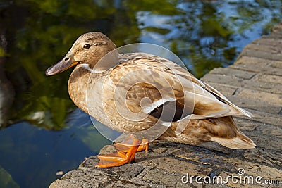 Light brown duck