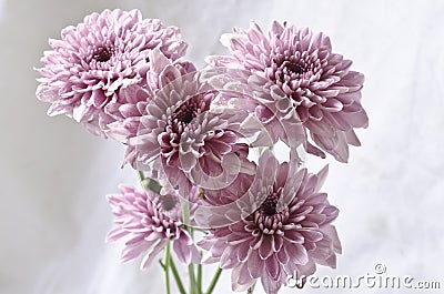 Light purple chrysanthemum flowers